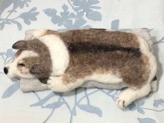 アイピロー　コーギーの画像