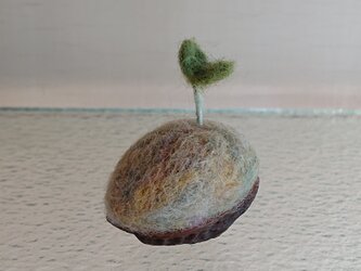 羊毛で作ったクルミの芽の画像