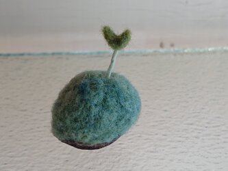 羊毛で作ったクルミの芽の画像