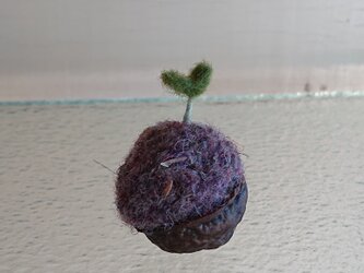 羊毛で作ったクルミの芽の画像