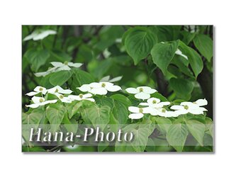 1407) 初夏の白い花  ヤマボウシ・柏葉あじさい・トベラ  ポストカード5枚組の画像