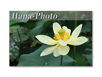 1413) 美しい蓮の花 2   ポストカード5枚組の画像
