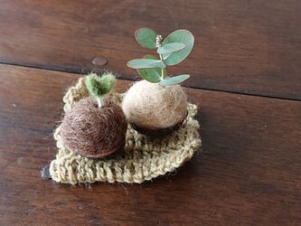 クルミの芽 2コセットの画像
