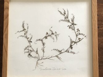 【身近な植物標本】スズメノエンドウの画像