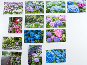 Lサイズの写真・梅雨の花メインで色々13枚セット(L002-2)の画像