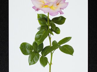 バラのポストカード　シカゴ・ピースの画像