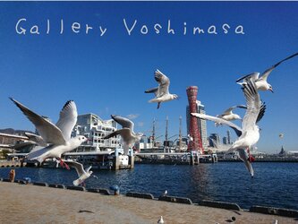 みなと神戸に咲く華 「ユリカモメ」 「カモメのいる暮らし」 2L判サイズ光沢写真横 写真のみ  神戸風景写真の画像