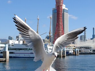 みなと神戸に咲く華 「ユリカモメ」 「カモメのいる暮らし」 A3 サイズ光沢写真縦 写真のみ 神戸風景写真の画像