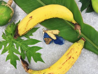 ブローチ　バナナおじさんの画像