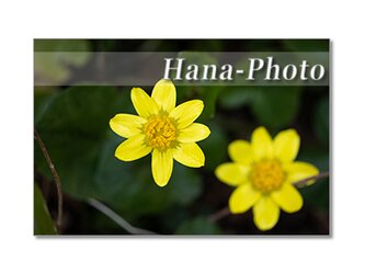 1438)  黄色の春の花たち　   ポストカード5枚組の画像