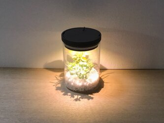 bottle terrarium mini [warm]の画像