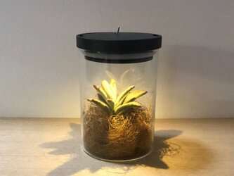bottle terrariumの画像
