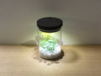 bottle terrarium mini [cool]の画像