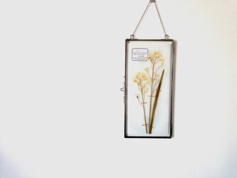 植物標本 ■ 押し花の壁掛けフレーム  縦長サイズ ■ シラー・カンパニュラータ ホワイトの画像