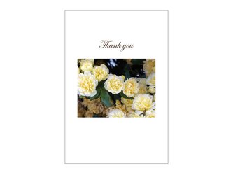 モッコウバラの39cardの画像