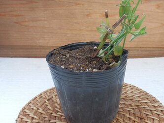 日本茜の苗2の画像