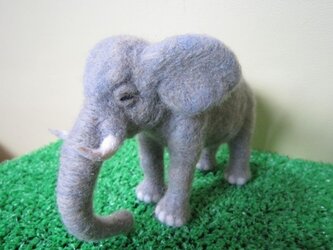 ぞうの画像