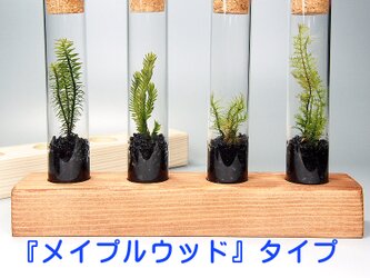 【苔テラリウム・試験管4本セット】メイプルウッドタイプの画像