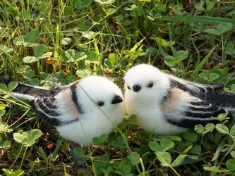 シマエナガ・少しだけ右傾の画像