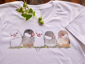 ふんわり文鳥 Tシャツの画像