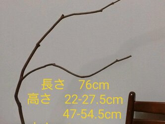 大迫力の止まり木（枝：TOY-23-004）の画像