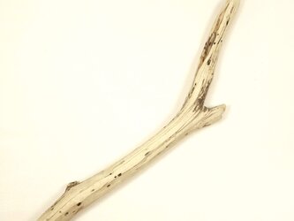 【温泉流木】おしゃれストライプ柄の太枝流木 流木素材 インテリア素材 木材の画像