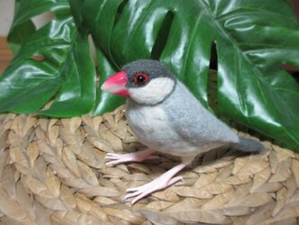 羊毛フェルト　シルバー文鳥　の画像