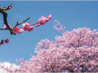 河津桜をバックに紅梅の花(A4サイズ) LP0527-A4の画像