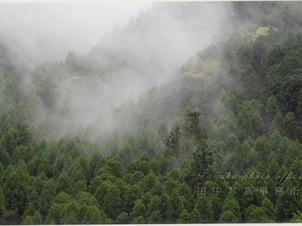 霧の杉林(A3サイズ) LP0537-A3の画像