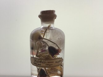 翁草 …オイル漬けの標本の画像