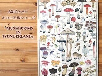 A2ポスター ●キノコ図鑑シリーズ3●MUSHROOMS IN WONDERLANDの画像