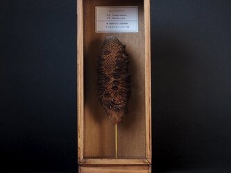 ロバーバンクシアの実標本。の画像