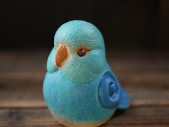 少し大きな青色のマメルリハの画像