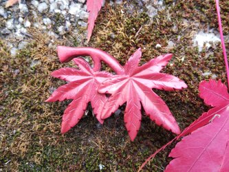 紅葉 草木染 ツゲ 帯留の画像