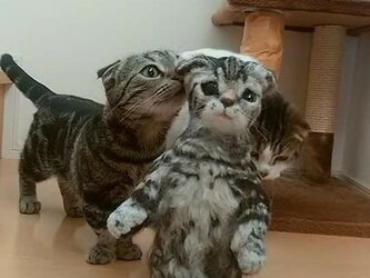 ☆猫、犬他小動物モデルのオーダーメイド☆羊毛フェルトリアル人形の画像