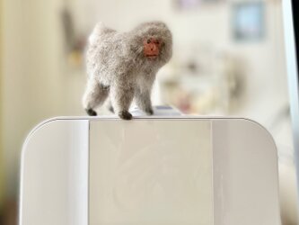 高い所から見下ろすニホンザルの画像