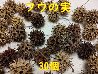 モミジバフウ・フウの実（30個）の画像