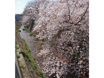 神戸河川の桜並木 「宇治川」 「川のある暮らし」A3サイズ光沢写真縦  写真のみ  神戸風景写真  桜写真  送料無料の画像