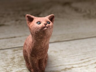 ちゃのすけ（子猫）の画像