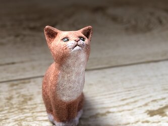 ちゃのすけ（てぶくろ子猫）の画像