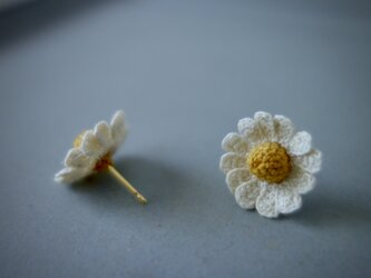 chamomile flowerの画像