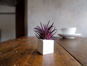 多肉植物のアロマストーンキューブ  ■  Sサイズ ■ 多肉植物　ミニチランジア　エアプランツ　バーガンディーの画像