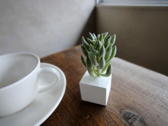 【限定数2】多肉植物のアロマストーンキューブ  ■ Lサイズ ■ カメレオンサッカレンテン　起毛　フロストグリ-ンの画像