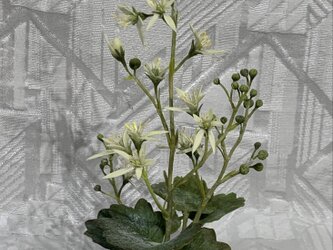 クレイの花.大文字草の画像