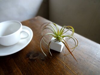 多肉植物のアロマストーンキューブ  ■ Lサイズ ■  多肉植物　エアプランツ　大型の画像