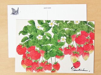 ポストカード　いちごの画像