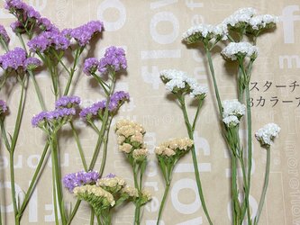 スターチス　ドライフラワー　花材　レジン制作などに小さなお花です♪の画像
