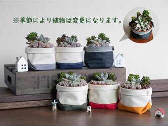 【多肉植物寄せ植えと鉢カバー2点セット】老舗バッグファクトリーが作る「さぼてんのふくろ」と多肉植物屋さんとのコラボ商品の画像