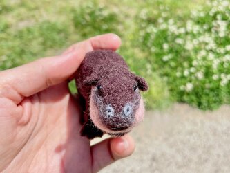 ミニカバの赤ちゃんの画像