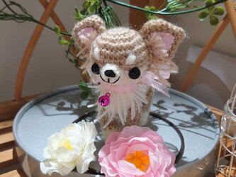 （受注制作）ロングコートチワワの画像